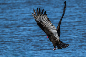 Turkey vulture landing on the lakeshore.
