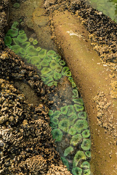 USA, Washington State, Olympic Peninsula.  Sea anemones in tide pool in the Olympic National Park.  Intertidal zone on the Pacific Coast 