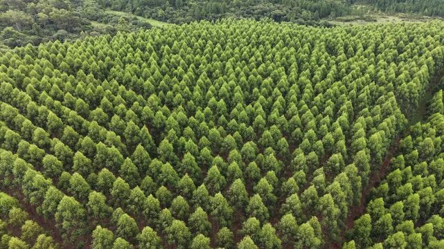 Eucalyptus plantation in Misiones, drone photo