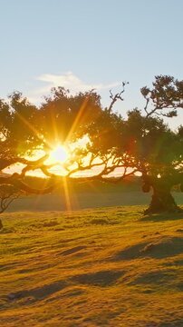 Aerial drone shot of flying above til trees in idyllic Fanal Laurisilva forest on sunset. Madeira island, Portugal. Slide trucking shot