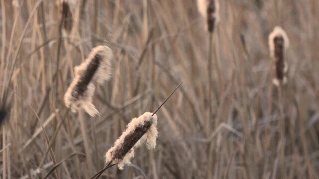 A Redwing Blackbird sings and flares his red shoulder patches while perched on a cattail in the marsh at Hyatt Hidden Lakes Reserve in Boise Idaho USA on a cold winter morning. 