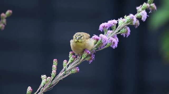Closeup of a female American Goldfinch feeding on Blazing Star flower in Minnesota