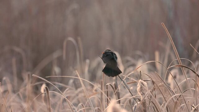 Wisps of vapor drift away from a male Red Winged Blackbird as it sings its song, perched on a bobbing cattail stem on a cold early winter morning at Hyatt Hidden Lakes Reserve in Boise Idaho USA. 