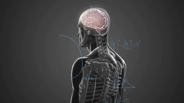 Vertical video: App spinning anatomy model showing brain and spine while math layering for STEM