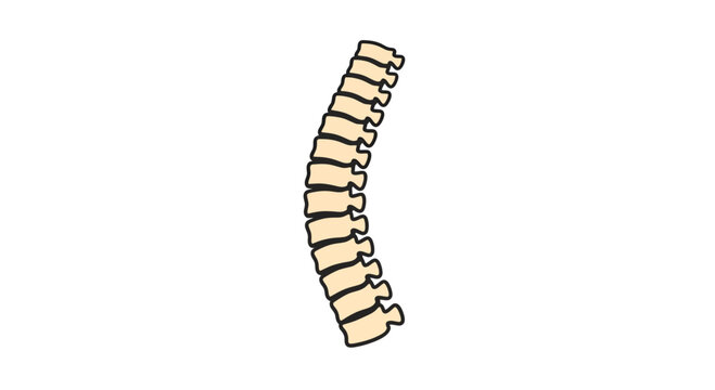 Spine Vector Illustration, Curvature of Human Vertebral Column, Medical Anatomy, Healthcare Design