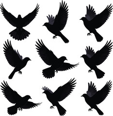 Obraz premium Flying crow silhouette collection with wings spread in different poses, black raven bird vector illustration set, wildlife bird icons isolated on white background