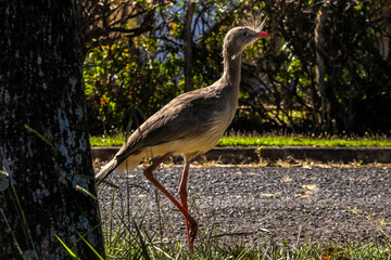 Obraz premium Close up red legged seriema or crested cariama (Cariama cristata) in the urban area of the city in Brazil