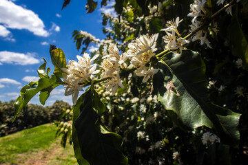 Coffee tree blossom with white color flowers with selective focus in Sao Paulo state, Brazil