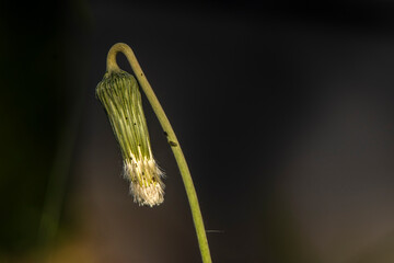 Macro of a dandelion head post-bloom, drooping as it transforms into a seed pappus. Backlit by sun, it shows nature's cycle of renewal, fragility, and resilience against a soft green background. © AlfRibeiro