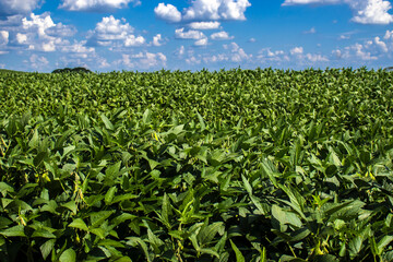 Lush green soybean field under a brilliant blue sky. Detail of healthy soy plants in a vast...