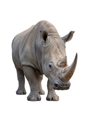 Fototapeta premium 白い背景に立つサイの全身像。力強く、堂々とした姿が特徴で、野生動物の力強さと美しさを表現しています。動物園、自然保護、教育関連のデザイン素材に最適です。