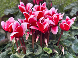 Pink red Cyclamen (lat. - Cyclamen)