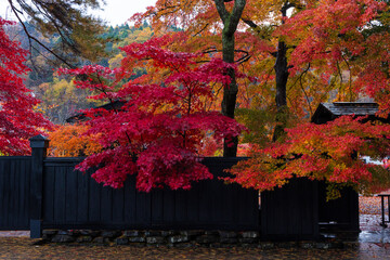 日本の風景・秋　秋田　紅葉の角館武家屋敷通り
