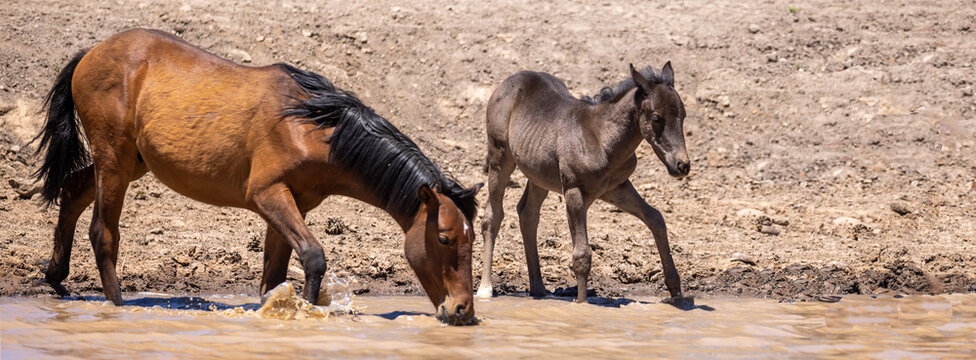 Mouse gray wild horse mustang colt of the Heber Herd in Apache-Sitgreaves National Forest in northeast Arizona United States