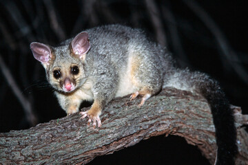 Common Brush-tailed Possum on tree branch © Ken Griffiths