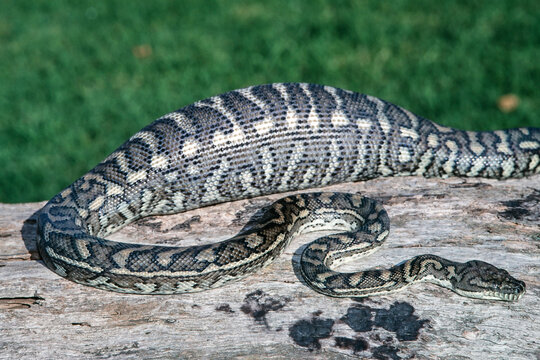 Australian Coastal Carpet Python with feed in stomach