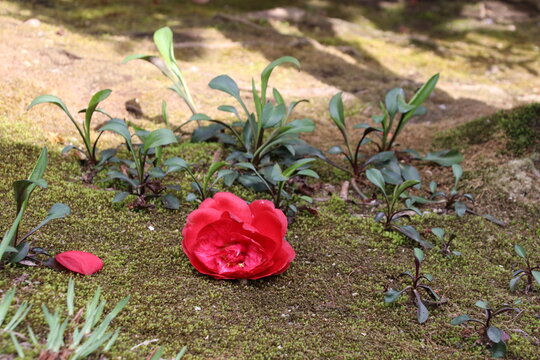 春の鎌倉の風景。落花。紅い椿。