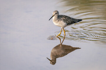 Lesser Yellowlegs (Tringa flavipes) foraging in shallow water, Burlington, Ontario, Canada.