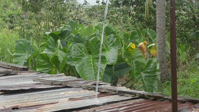 Rain Water Falling From A Gutter Onto A Zinced Tank Covering