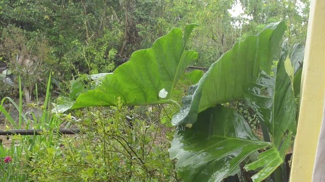 Rain Water From Housetop Galling On Coco Leaves