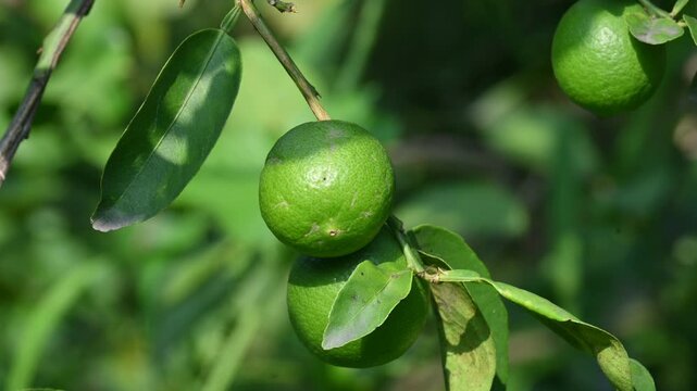 Green Key lime growing on tree branch. Its common name is&nbsp;West Indian lime, Mexican lime,&nbsp;Egyptian lime and Citrus&nbsp;aurantiifolia.
 It&nbsp;is a type of&nbsp;lime. Green lemon.