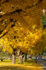 日本の風景・秋　山形　紅葉の霞城公園（山形城跡）