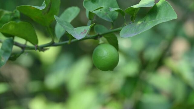Green Key lime growing on tree branch. Its common name is&nbsp;West Indian lime, Mexican lime,&nbsp;Egyptian lime and Citrus&nbsp;aurantiifolia.
 It&nbsp;is a type of&nbsp;lime. Green lemon.