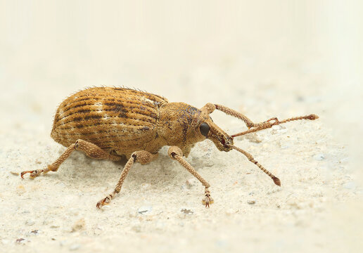 Brown weevil