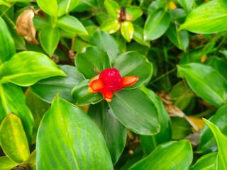 Vibrant Red Bud of a Tropical Plant in close up view