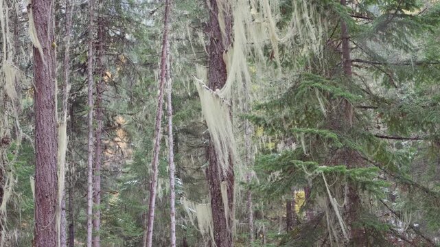Beautiful Usnea hanging on pine branches swaying in wind, 4k slow motion footage.