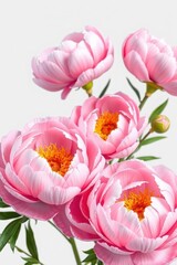 Fototapeta premium Bunga peony 