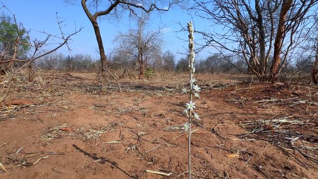 Flowering Red squill or rooislangkop (Drimia sanguinea) in savanna in Mosi-oa-Tunya national park, Zambia.
