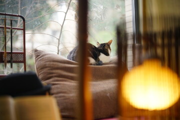 A cat sleeping comfortably in winter © zoo