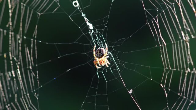 Spider sitting in its web network.