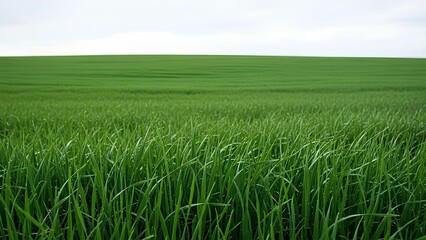 Fototapeta premium Vast Green Field Under a Cloudy Sky.