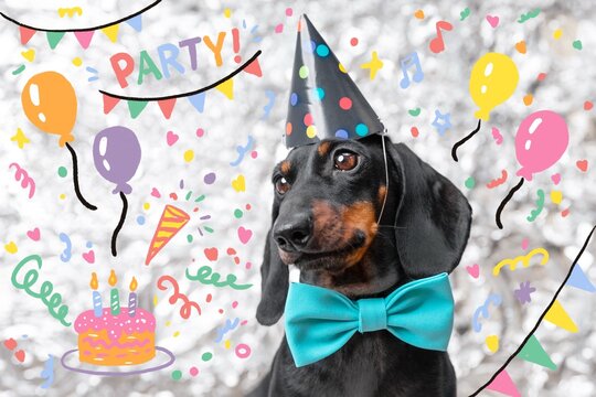 A dachshund wearing a polka dot party hat and a turquoise bow tie poses in front of a festive background filled with colorful doodles of balloons, cake, and party streamers