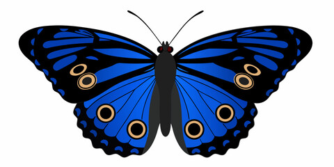 A vibrant blue butterfly with detailed wing patterns is displayed © Juran