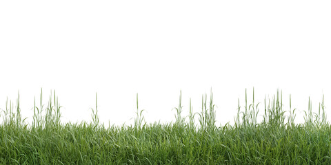 Obraz premium Fresh green grass meadow border isolated on transparent background 3d rendering png