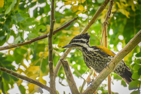 A female common flameback woodpecker. Photographed in the western part of Singapore.