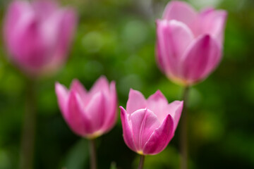 Fototapeta premium Floral background with tulips. Blooming tulips outdoors. Tulips close up. Beautiful tulip in bloom. Tulips with spring background. Tulip petals.