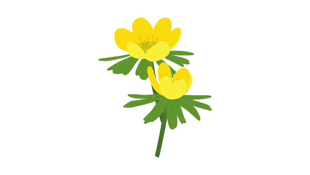 Eranthis hyemalis winter aconite yellow spring flowers