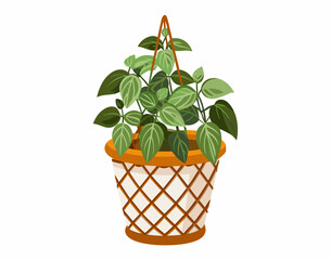 A vibrant philodendron plant in a woven hanging basket illustration © Etika