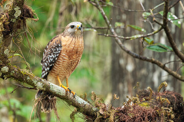  Red Shouldered Hawk Buteo
