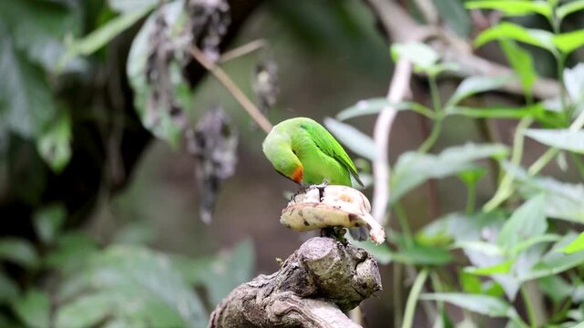 The Golden-fronted Leafbird on a branch