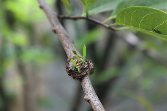 the little shoots of Dendrophthoe pentandra growing on a branch of a tree at a garden in Java, Indonesia, a species of disruptor plant (parasitic plant) belonging to the genus Dendrophthoe