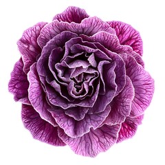 Fototapeta premium Purple Primula Flower, Close-up