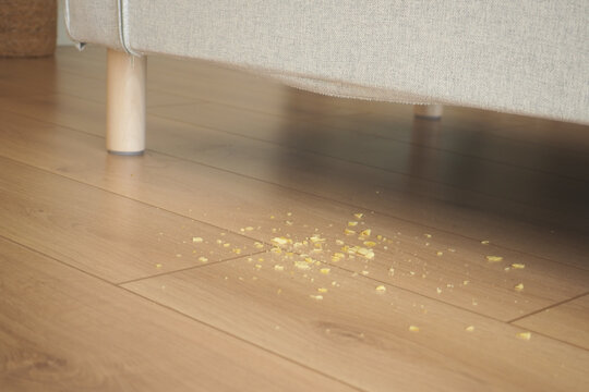Food crumbs on floor under couch at home during daytime