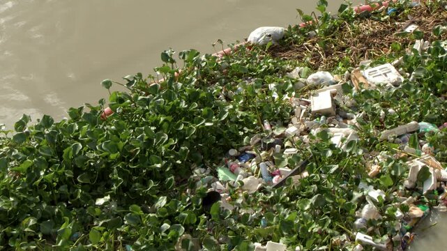 Plastic Waste and Water Hyacinth Floating on the Pasig River