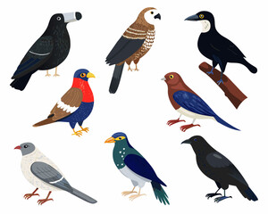 Fototapeta premium Colorful collection of illustrated birds with diverse plumage and features