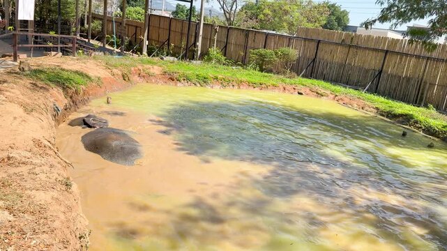 Asian Elephant Bathing in a Muddy Pond at Phuket Sanctuary